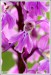 Vstavač mužský (Orchis mascula)2 - NPR Úhošt