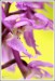 Vstavač mužský (Orchis mascula)10 - NPR Úhošt