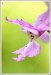 Vstavač mužský (Orchis mascula)11 - NPR Úhošt