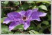 Plamének (Clematis hybrida)3