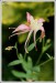 Orlíček (Aquilegia)
