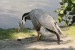 Husa indická (Anser indicus)2 - Zoopark Chomutov