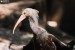 Ibis skalní (Geronticus eremita)1 - Zoopark Chomutov