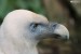 Sup bělohlavý (Gyps fulvus)4 - Zoopark Chomutov