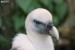 Sup bělohlavý (Gyps fulvus) - Zoopark Chomutov