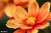 Jiřinka proměnlivá (Dahlia pinnata) 1