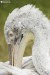 Pelikán kadeřavý (Pelecanus crispus) - Zoopark Chomutov
