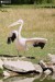 Pelikán bílý (Pelecanus onocrotalus)1 - Zoo Plzeň