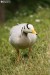 Husa Indická (Anser indicus)3 - Zoopark Chomutov