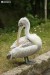 Pelikán kadeřavý (Pelecanus crispus)1 - Zoopark Chomutov