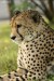 Gepard štíhlý (Acinonyx jubatus) - Zoo Ústí nad Labem