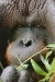 Orangutan (Pogo pygmarus) - Zoo Ústí nad Labem