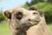 Velbloud dvouhrbý ( Camelus bactrianus) - Zoo Ústí nad Labem