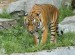 Tygr malajský - Zoo Ústí nad Labem