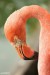 Plameňák (phoenicopterus) - Zoo Dvůr Králové