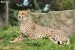 Gepard štíhlý (Acinonyx jubatus)1 - Zoo Dvůr Králové