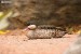 Čírka modrozobá (Anas versicolor) - Zoo Dvůr Králové