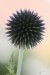 Bělotrn modrý ( Echinops ritro)