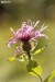 (778)Chrpa úzkoperá (Centaurea stenolepis)
