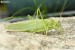 Kobylka zelená (Tettigonia viridissima)2