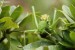 Kobylka zelená (Tettigonia viridissima)