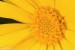 Měsíček lékařský (Calendula officinalis)2