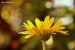 Měsíček lékařský (Calendula officinalis)