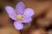 Jaterník podléška (hepatica nobilis)5 - Bezručovo údolí