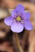 Jaterník podléška (hepatica nobilis)6 - Bezručovo údolí