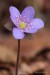 Jaterník podléška (hepatica nobilis)7 - Bezručovo údolí