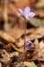 Jaterník podléška (hepatica nobilis)8 - Bezručovo údolí