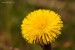 Podběl lékařský (Tussilago farfara)