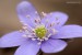 Jaterník podléška (hepatica nobilis)15 - Bezručovo údolí