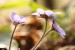 Jaterník podléška (hepatica nobilis)14 - Bezručovo údolí