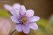 Jaterník podléška (hepatica nobilis)13 - Bezručovo údolí