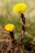Podběl lékařský (Tussilago farfara)1
