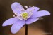 Jaterník podléška (hepatica nobilis)9 - Bezručovo údolí