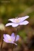 Jaterník podléška (hepatica nobilis)17 - Bezručovo údolí