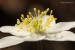 Sasanka hajní (Anemone nemorosa)16 - Vysoká Pec