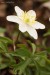 Sasanka hajní (Anemone nemorosa)15 - Vysoká Pec