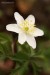 Sasanka hajní (Anemone nemorosa)14 - Vysoká Pec