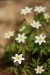 Sasanka hajní (Anemone nemorosa)11 - Vysoká Pec
