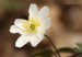 Sasanka hajní (Anemone nemorosa)10 - Vysoká Pec