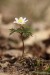 Sasanka hajní (Anemone nemorosa)9 - Vysoká Pec