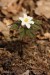 Sasanka hajní (Anemone nemorosa)7 - Vysoká Pec