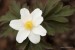 Sasanka hajní (Anemone nemorosa)6 - Vysoká Pec