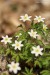 Sasanka hajní (Anemone nemorosa)3 - Vysoká Pec
