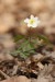 Sasanka hajní (Anemone nemorosa)2 - Vysoká Pec
