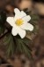 Sasanka hajní (Anemone nemorosa)1 - Vysoká Pec