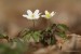 Sasanka hajní (Anemone nemorosa)5 - Vysoká Pec